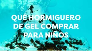 Hormiguero de gel para niños, nuestra recomendación
